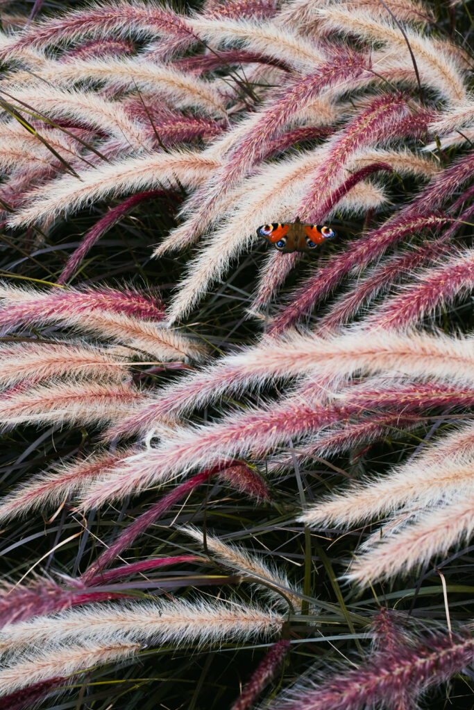 Majestic Moth atop Delicate Cat Tails: Enhancing your Iphone Lock Screen Aesthetics Wallpaper