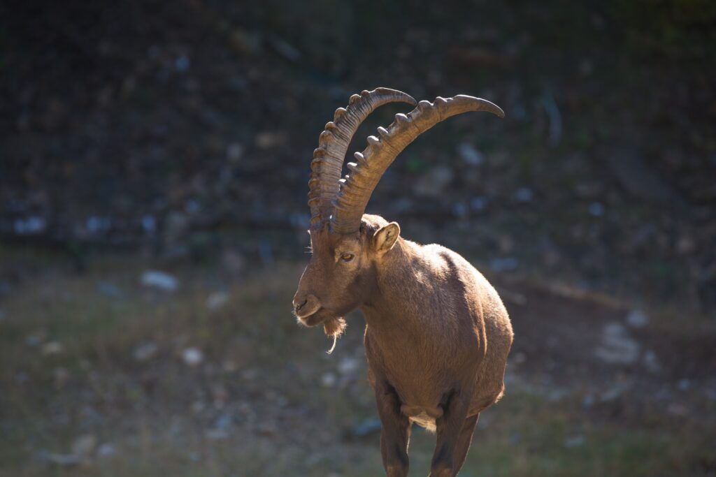 Majestic Mountain Goat in the Alps - High-Resolution Wallpaper