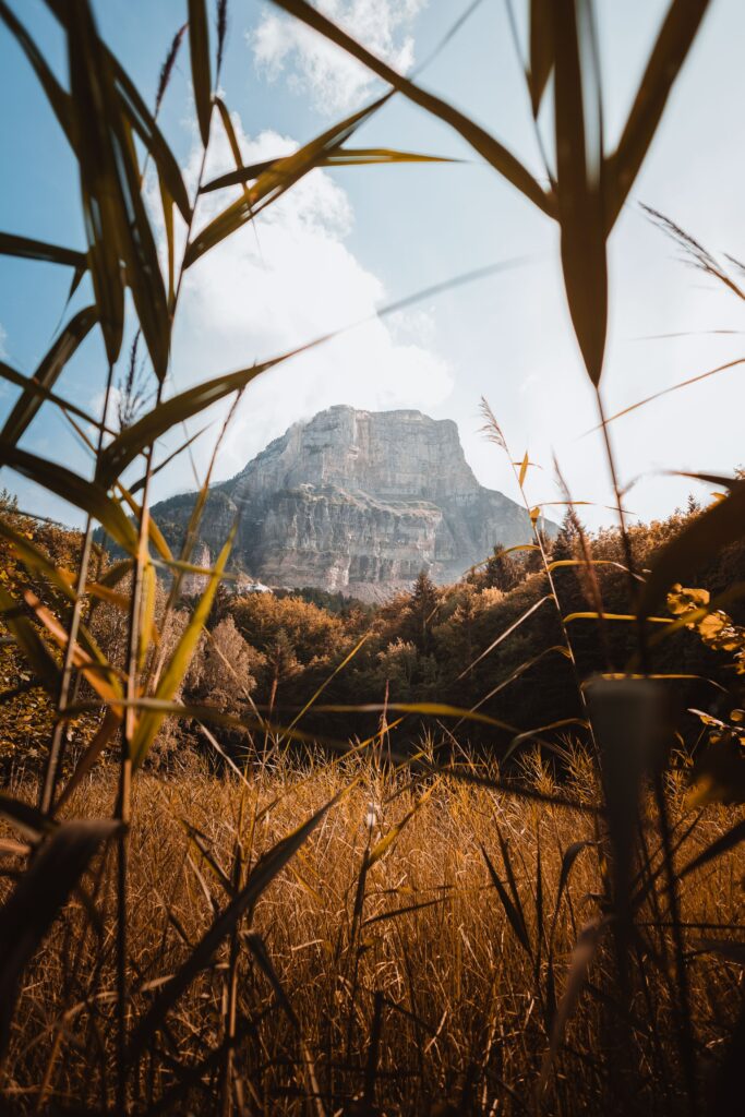 Majestic mountain over lush grass and tall reeds in warm sunlight with clear blue sky wallpaper