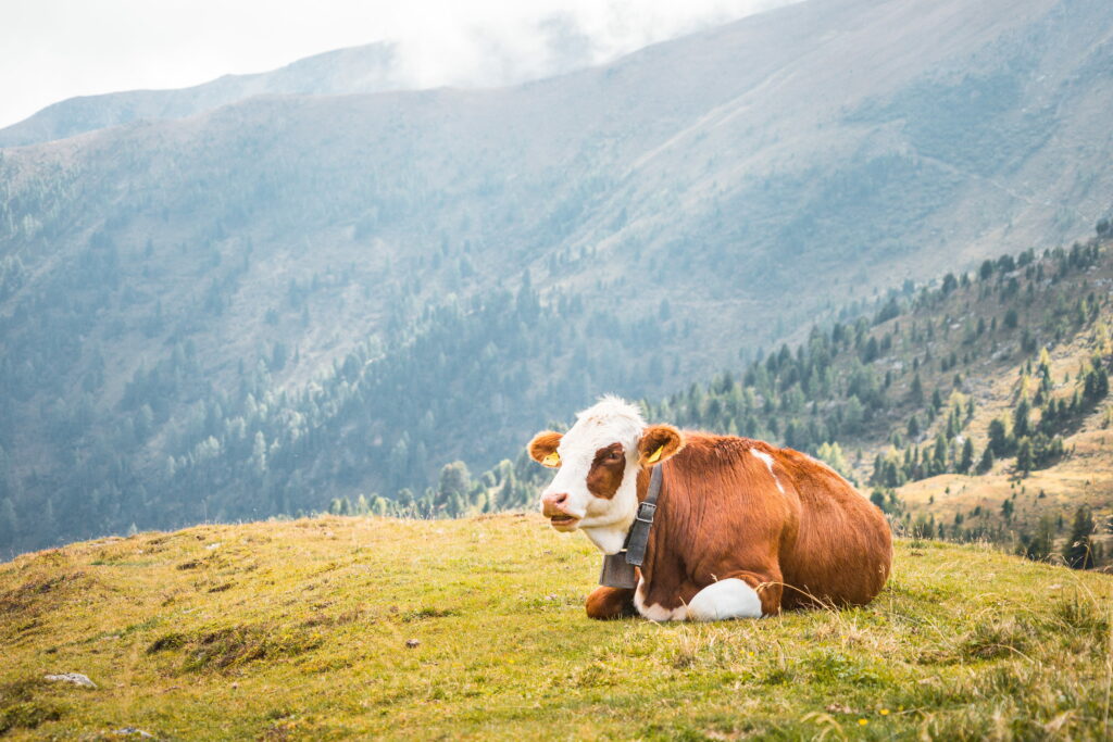 Resting brown and white cow with cowbell on grassy alpine hillside mountains and forests background Wallpaper