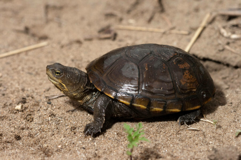 Majestic Mud Turtle Crawling on Sandy Surface | Nature Wallpaper