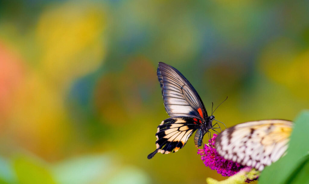 Majestic Multicolored Wings: An Enchanting Butterfly Emerges From Its Insect World Wallpaper