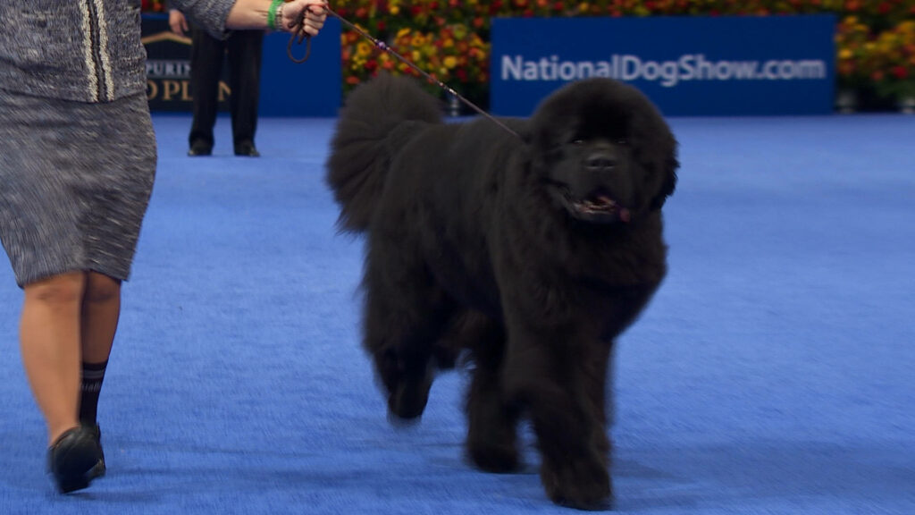 Majestic Newfoundland Dog in Show: Graceful Elegance on Blue Carpet Wallpaper
