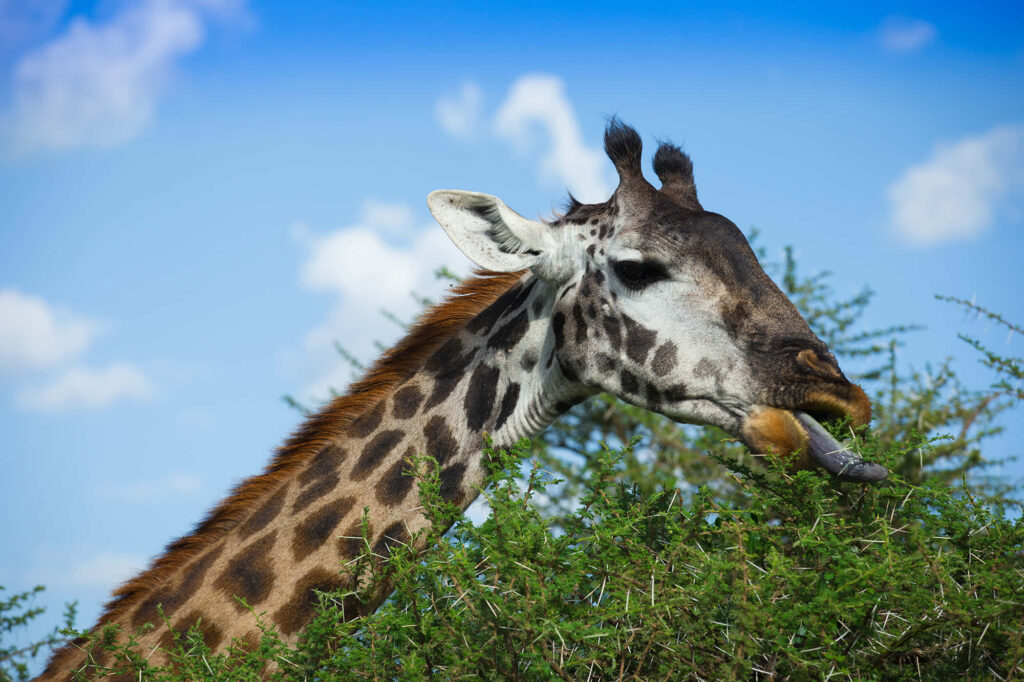 Majestic Northern Giraffe Grazing Under Serene Blue Sky Wallpaper