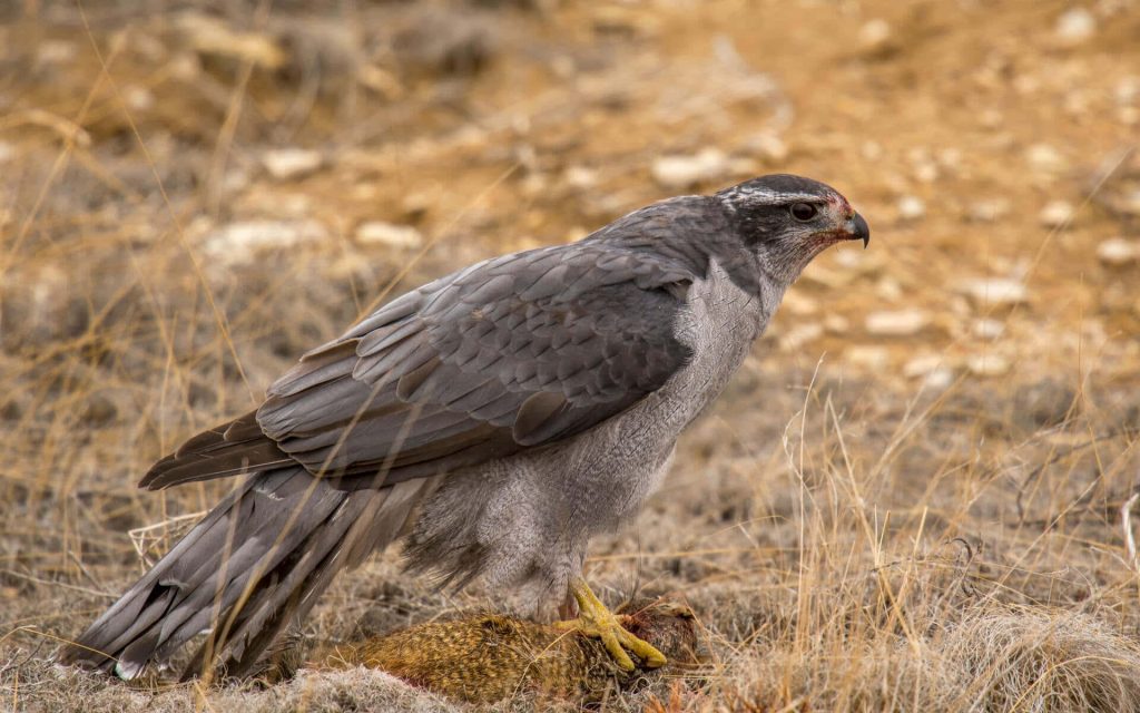 Northern Goshawk with sharp talons guarding prey in dry grassy habitat detailed plumage Wallpaper