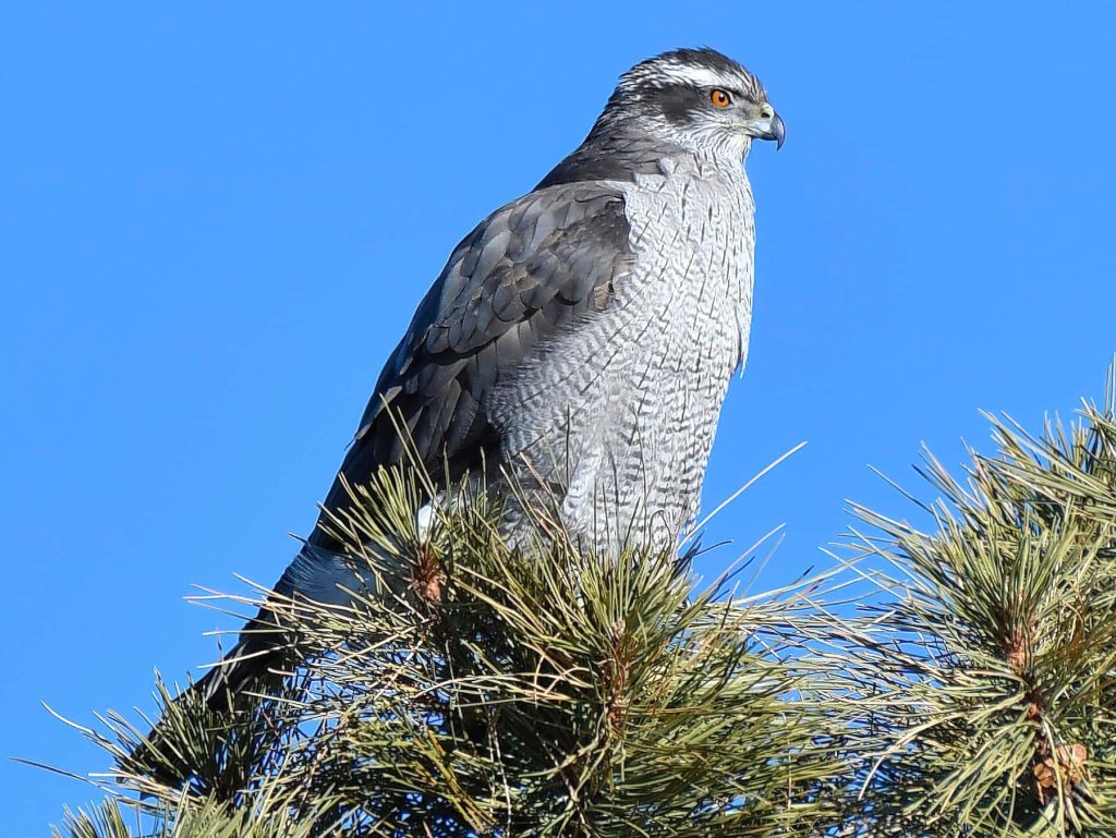 Majestic Northern Goshawk perched on pine tree with sharp eyes and barred feathers against blue sky Wallpaper