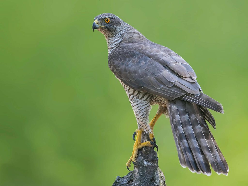 Northern Goshawk perched on weathered stump with slate-grey feathers and yellow eyes in forest Wallpaper
