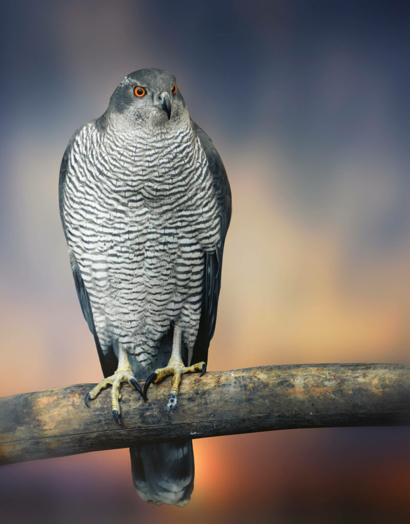 Majestic Northern Goshawk Perched at Sunset - Serene Nature Wallpaper