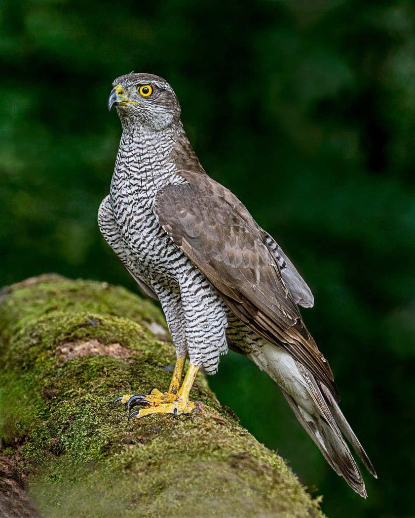Northern Goshawk perched on mossy branch with vivid yellow eyes and detailed barred feathers in forest Wallpaper