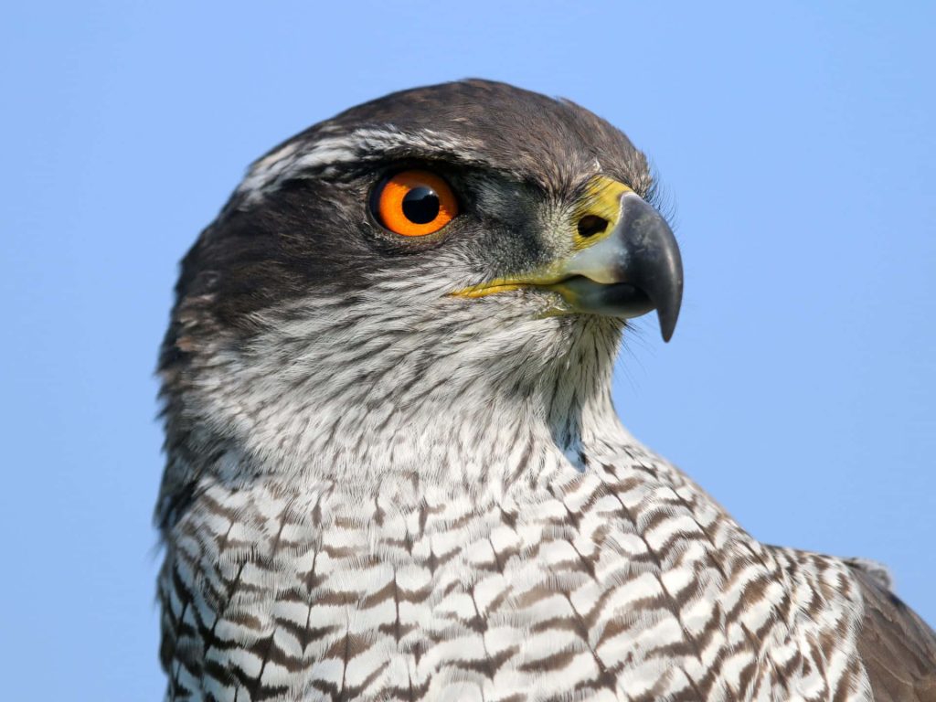 Northern Goshawk with piercing orange eye and detailed barred plumage against blue sky wallpaper