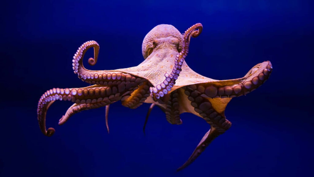 Majestic Octopus Swimming in Deep Blue Ocean Wallpaper Background