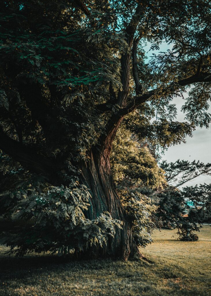 Majestic old acacia tree with thick trunk and lush green leaves in sunlit serene landscape wallpaper