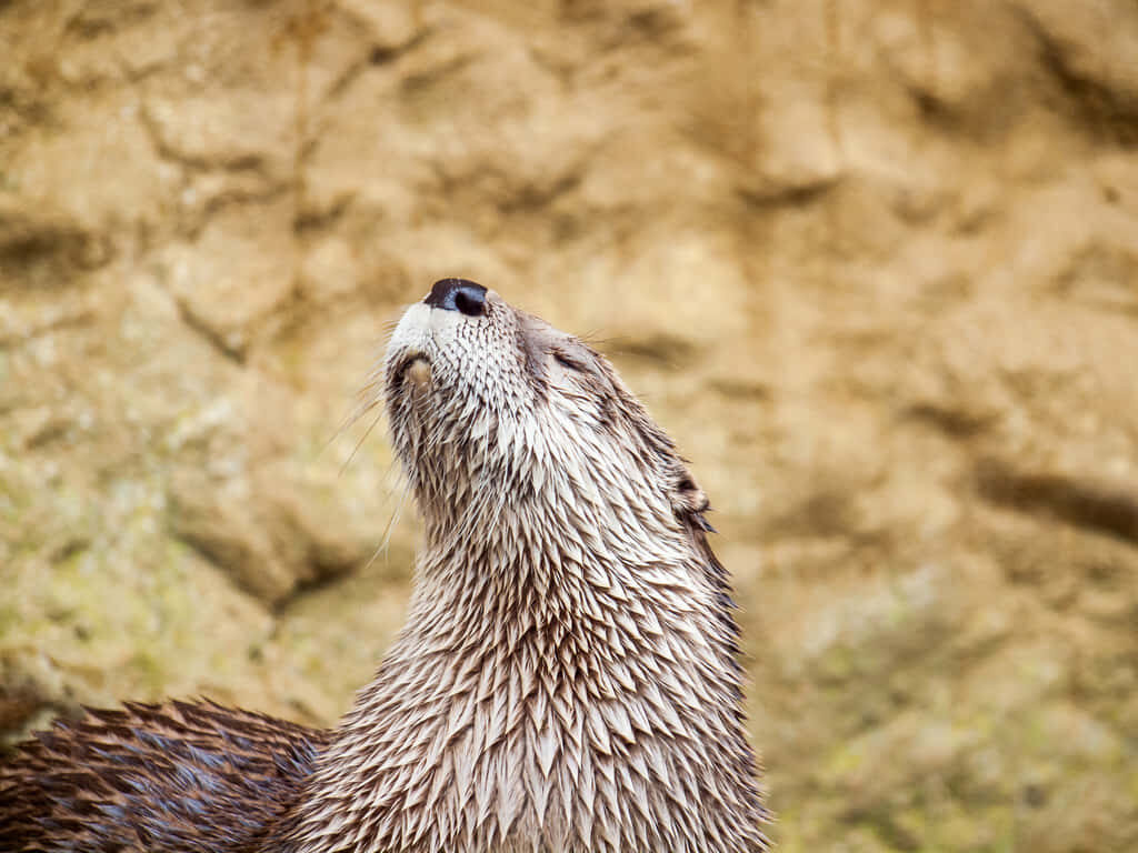 Majestic Otter Wallpaper: Confident Pose on Earthy Textured Background