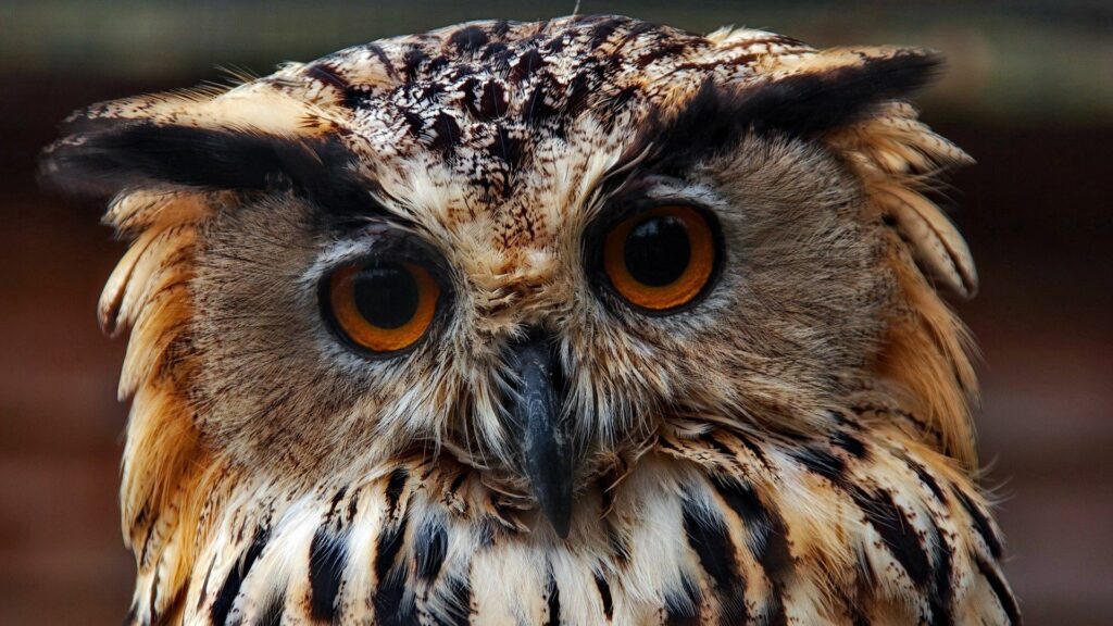 Majestic Owl Close-Up Wallpaper: Intense Eyes & Feather Patterns