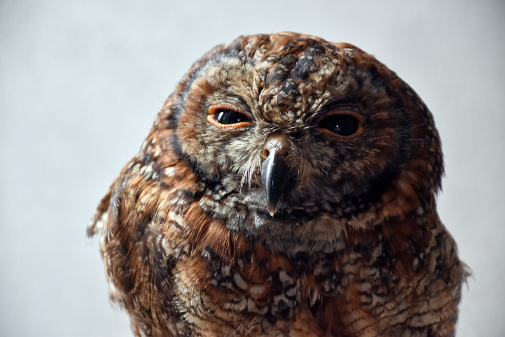 Majestic Owl Close-Up Wallpaper: Intricate Feathers & Intense Gaze
