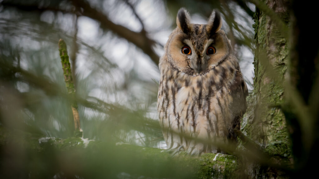 Majestic Owl on Tree Branch - Serene Nature Wallpaper Background