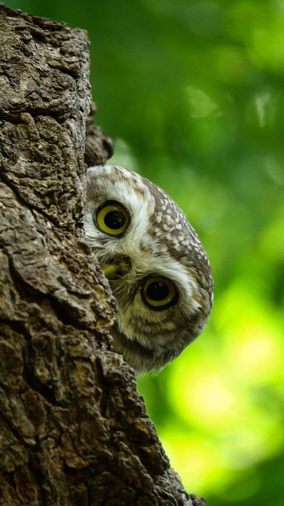 Majestic Owl Wallpaper: Lush Green Background in Stunning 4K