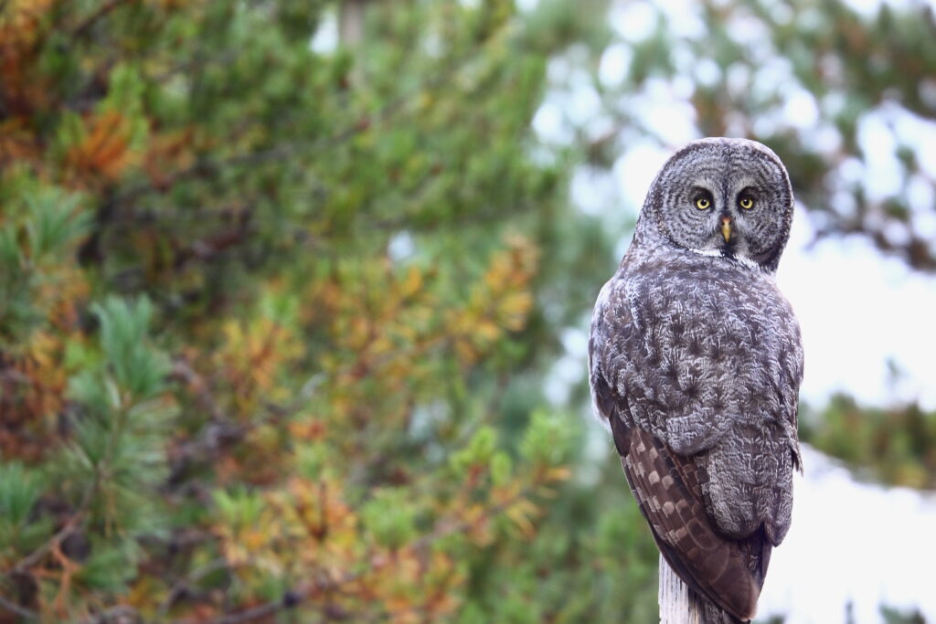 Majestic Owl Wallpaper: Intense Gaze on Lush Greenery Background