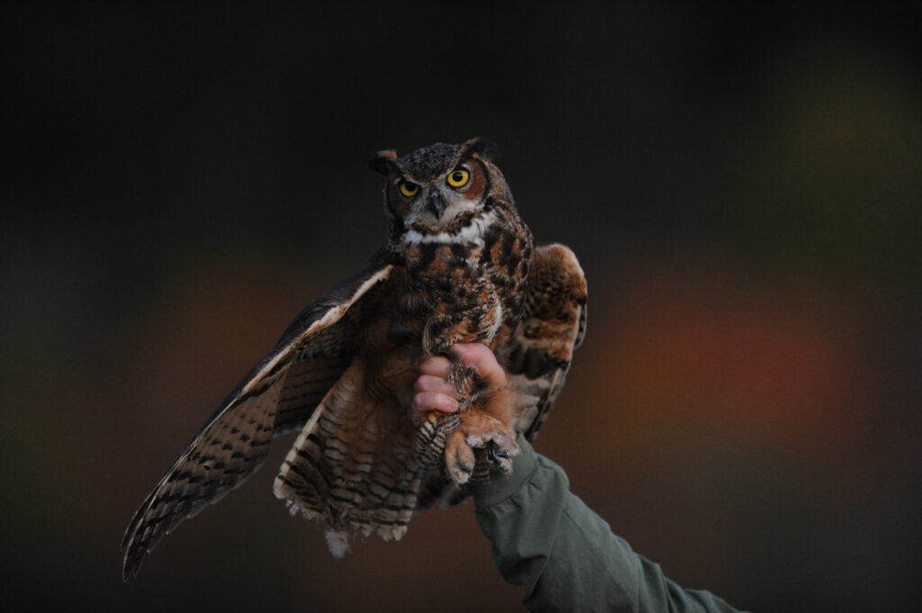 Majestic Owl on Handler's Glove: Stunning Nocturnal Predator Wallpaper