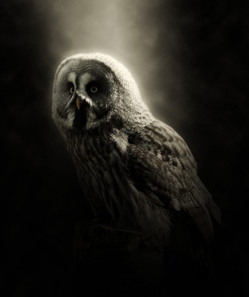 Majestic Owl Wallpaper: Dark Atmosphere & Fierce Gaze