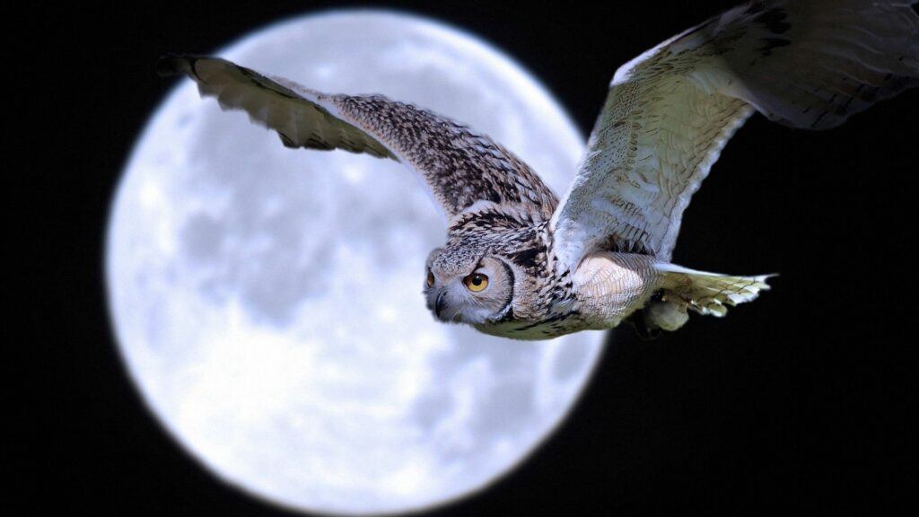 Majestic Owl in Flight Wallpaper with Full Moon Background