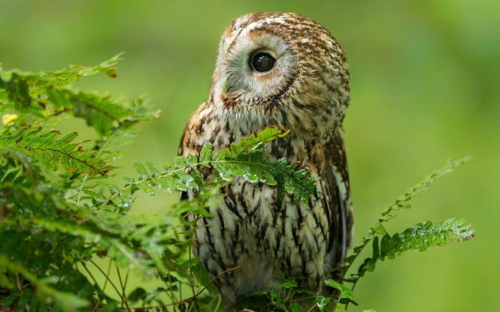 Majestic Owl Among Lush Green Branches – Serene Nature Wallpaper