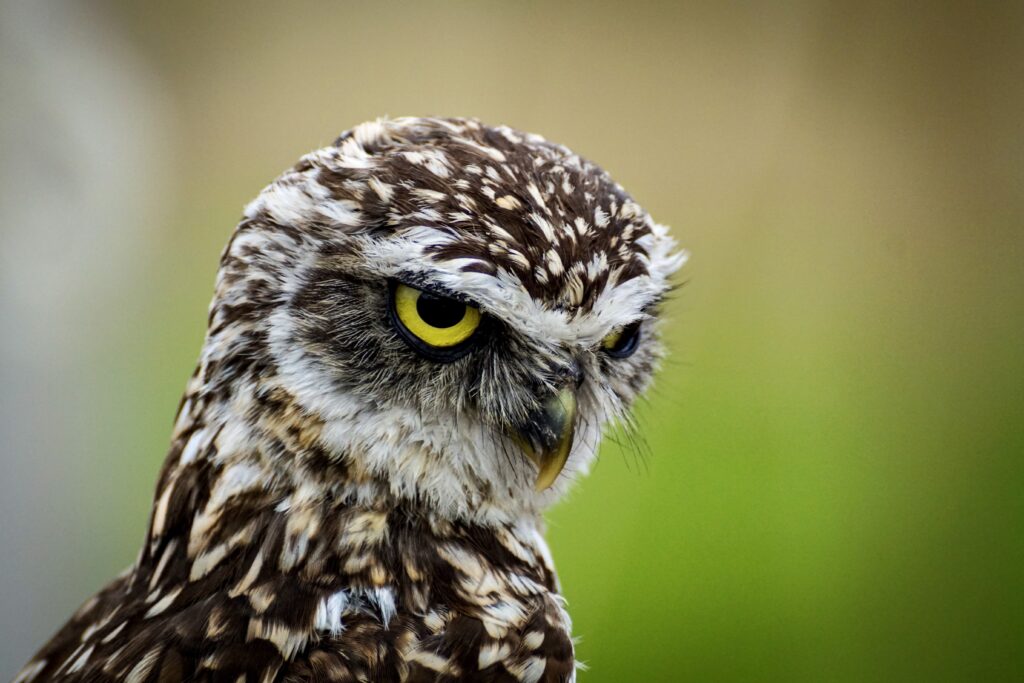Majestic Owl Wallpaper: Intense Gaze & Stunning Feathers