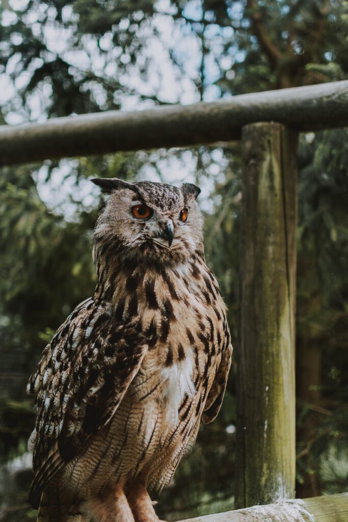 Majestic Owl Wallpaper: Intricate Feathers & Captivating Presence