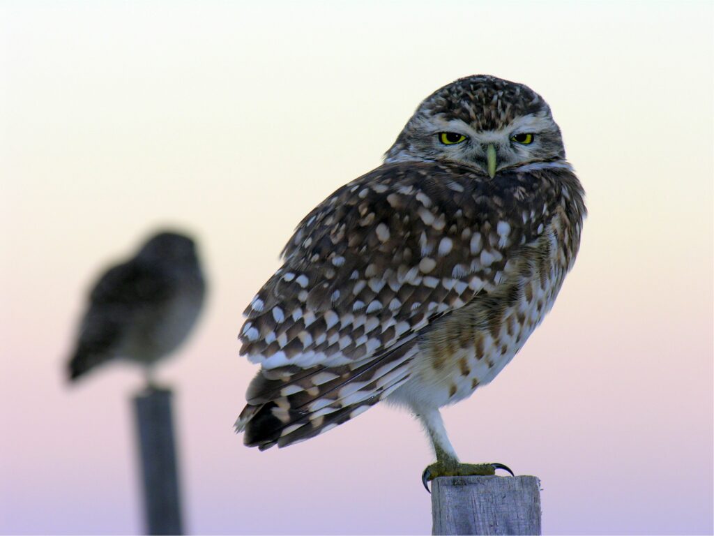 Majestic Owl Perched on Post: Intricate Feathers & Foggy Background Wallpaper