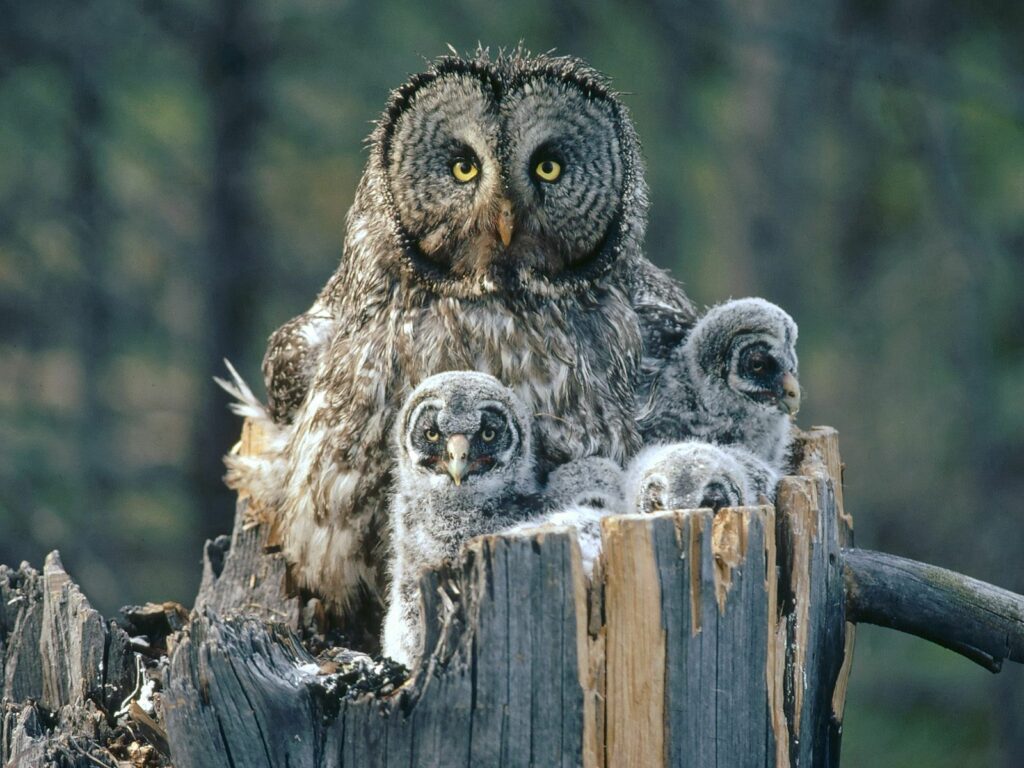 Majestic Owl with Fluffy Chicks: Woodland Wallpaper 1600x1200