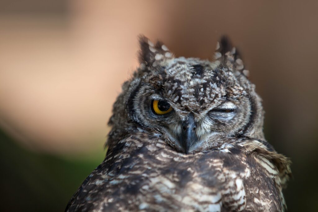 Owl Close-Up Wallpaper: Intricate Feathers & Striking Eyes