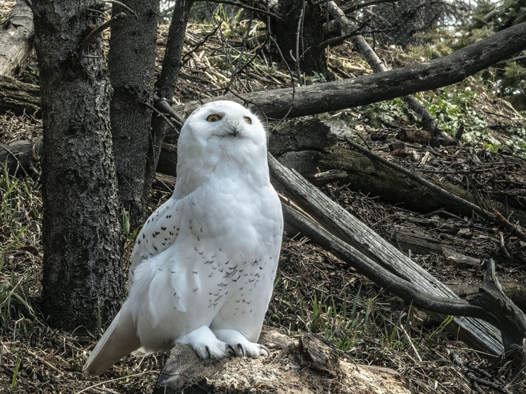 Majestic Owl Wallpaper: Tranquil Wildlife Scene with Rugged Nature