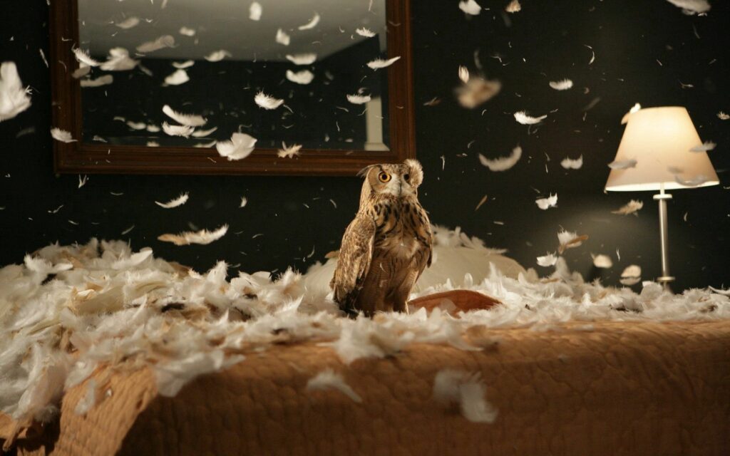 Majestic Owl Wallpaper: Serene Room with Fluttering Feathers