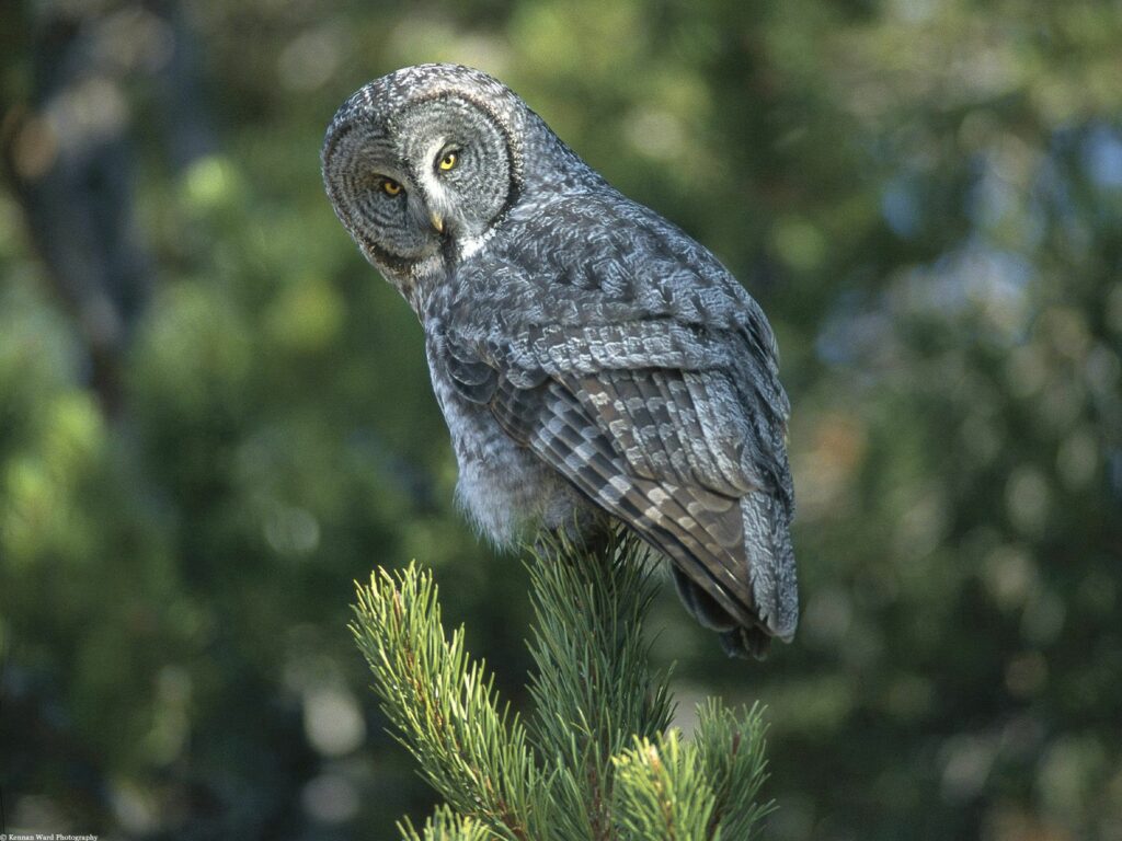 Majestic Owl on Spruce Branch: Nature's Watchful Predator Wallpaper