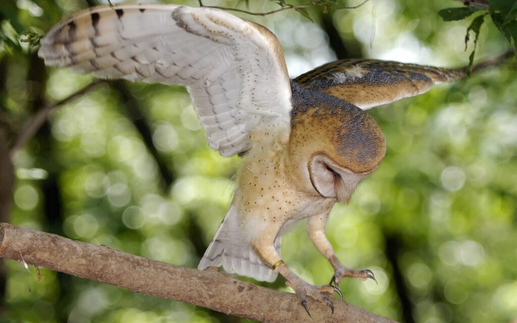Majestic Owl on Branch with Lush Green Background Serenity Wallpaper