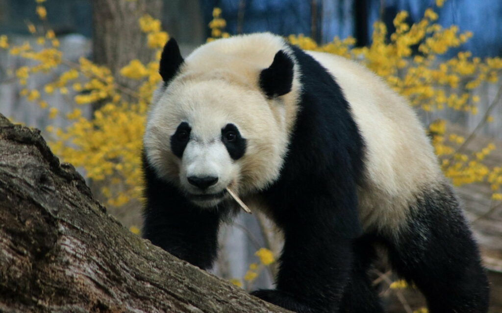 Majestic Giant: A Fascinating Portrait of the Adorable Big Panda in its Natural Habitat Wallpaper