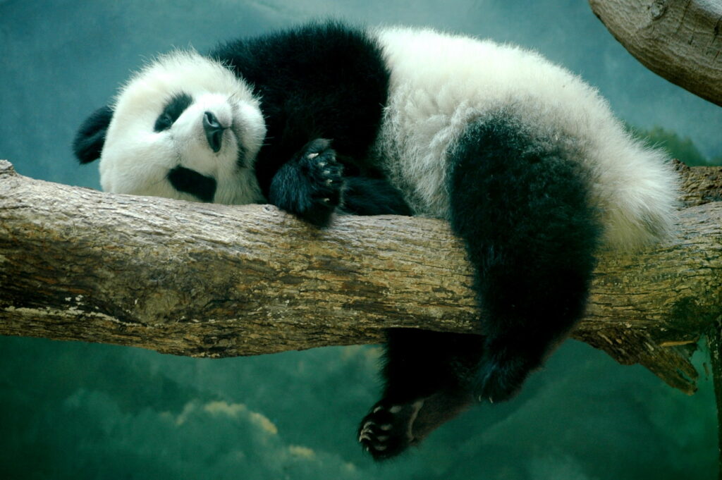 Napping in Tranquil Harmony: Capturing the Enchanting Panda's Serenity amidst Nature's Beauty Wallpaper