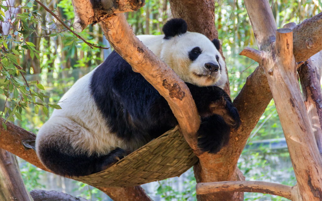 A Majestic Symbol of China's Wildlife: Panda Perched on a Verdant Tree - QHD Wallpaper Background