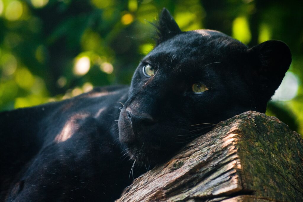 Majestic Panther in Lush Forest - Stunning Wallpaper Background