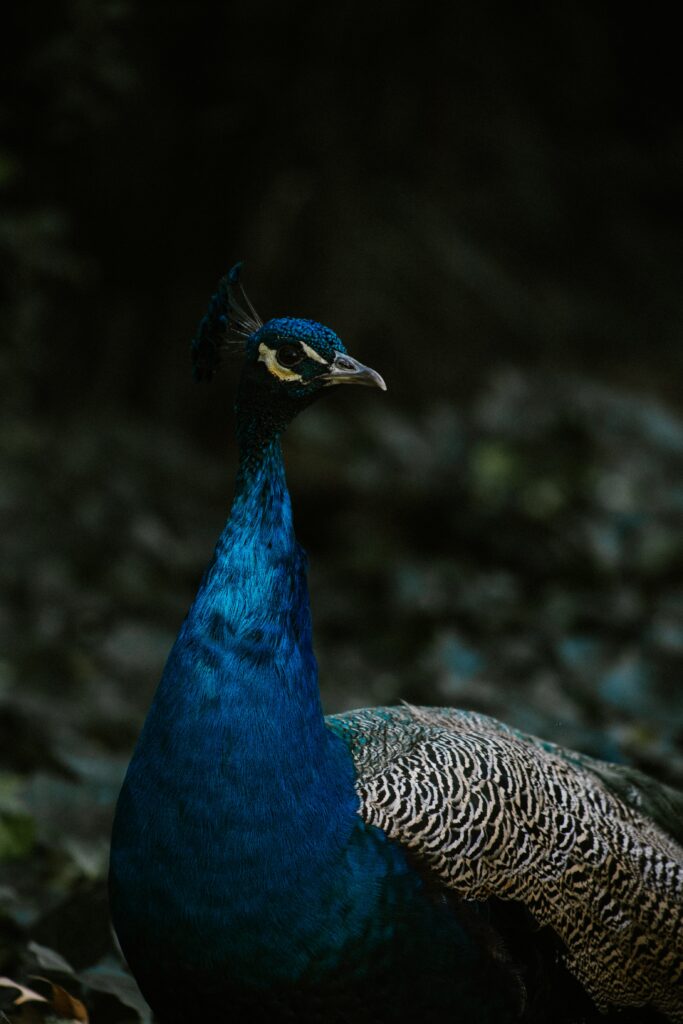 Majestic Peacock Wallpaper: Vibrant Blue Feathers & Dark Background