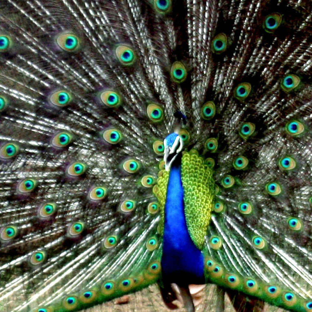 Majestic Peacock Wallpaper: Vibrant Colorful Plumes in Full Fan