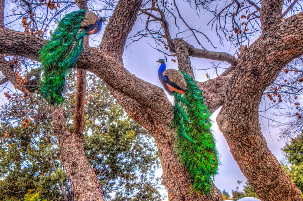 Majestic Plumes: Captivating Peacock amidst Nature's Canopy Wallpaper