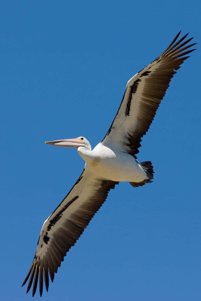 Majestic Pelican Soars Against Vibrant Blue Sky - Impressive Wingspan Wallpaper