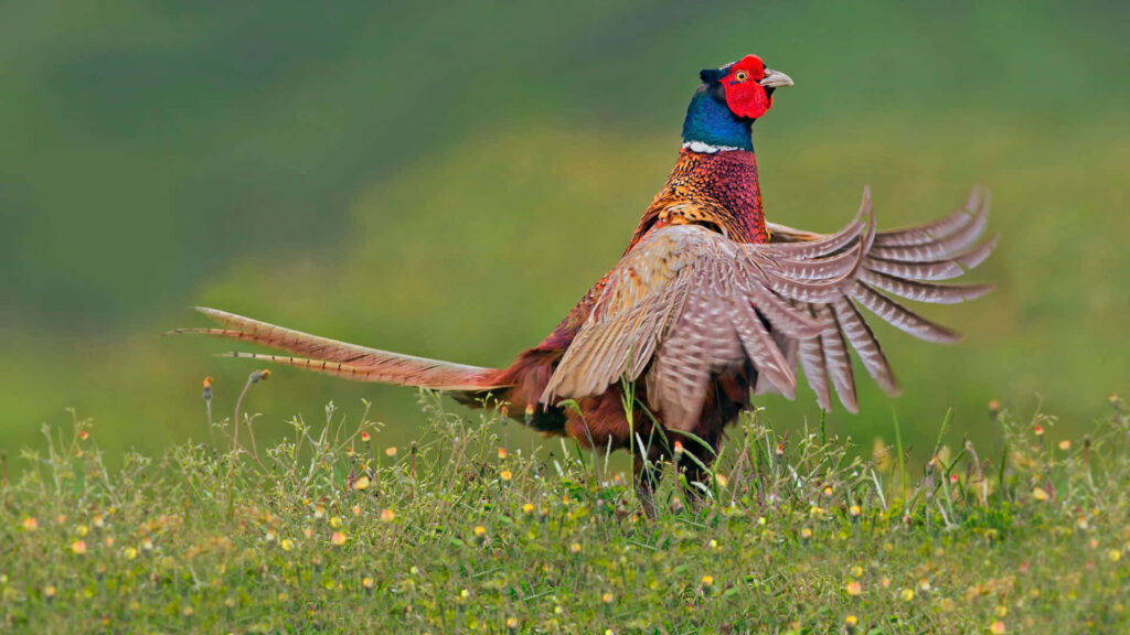Majestic Pheasant in Vibrant Colors Against Greenery Background Wallpaper