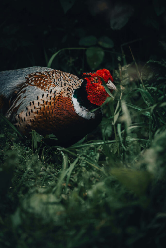 Majestic Pheasant Wallpaper: Vibrant Nature Scene Background