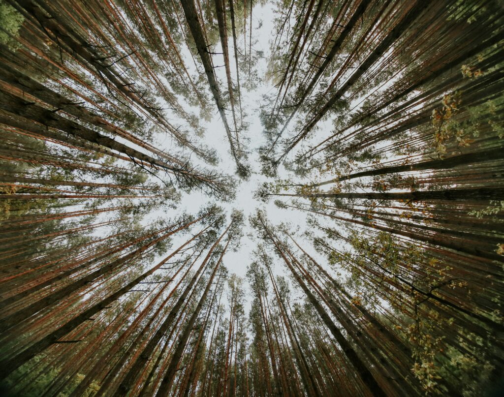 Tall pine trees from forest floor with green needles converging skyward serene nature wallpaper