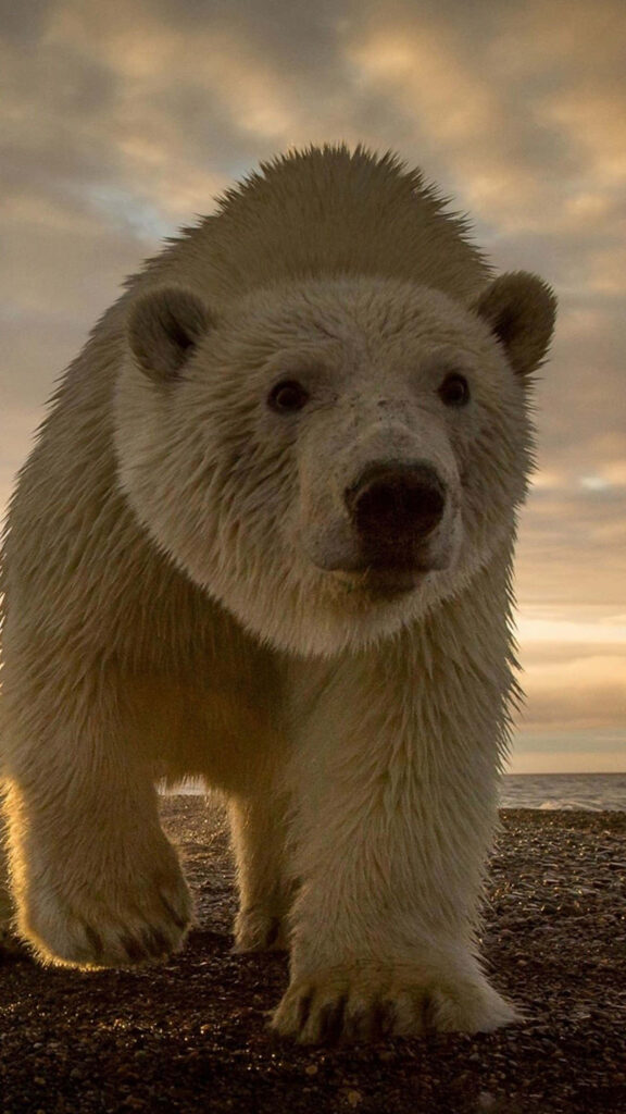 Majestic Polar Bear iPhone Wallpaper with Serene Cloudy Background