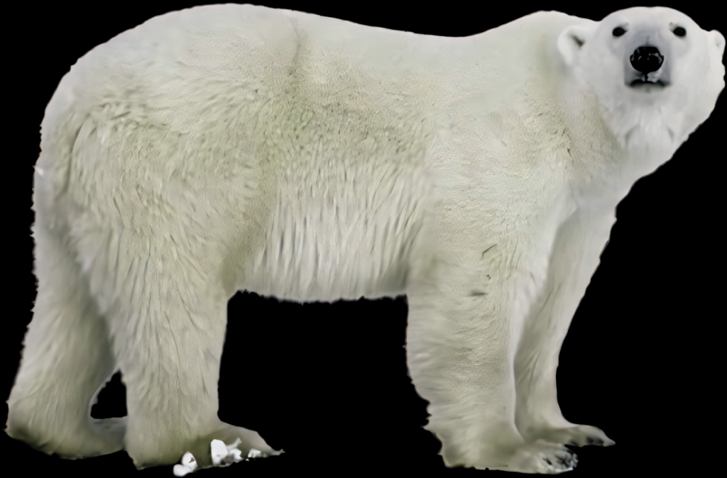 Majestic Polar Bear Wallpaper on Transparent Background