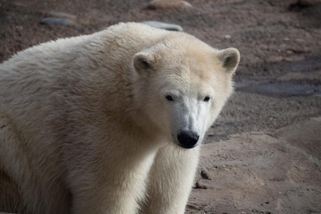 Majestic Polar Bear Wallpaper: Serene Beauty in Natural Habitat