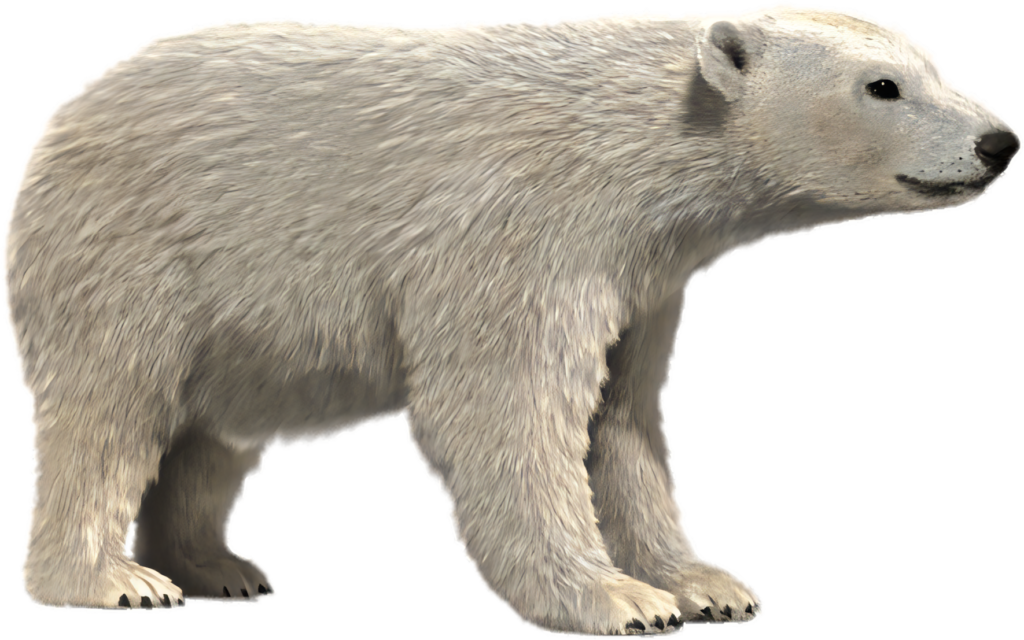 Majestic Polar Bear Wallpaper: Thick Fur on Transparent Background